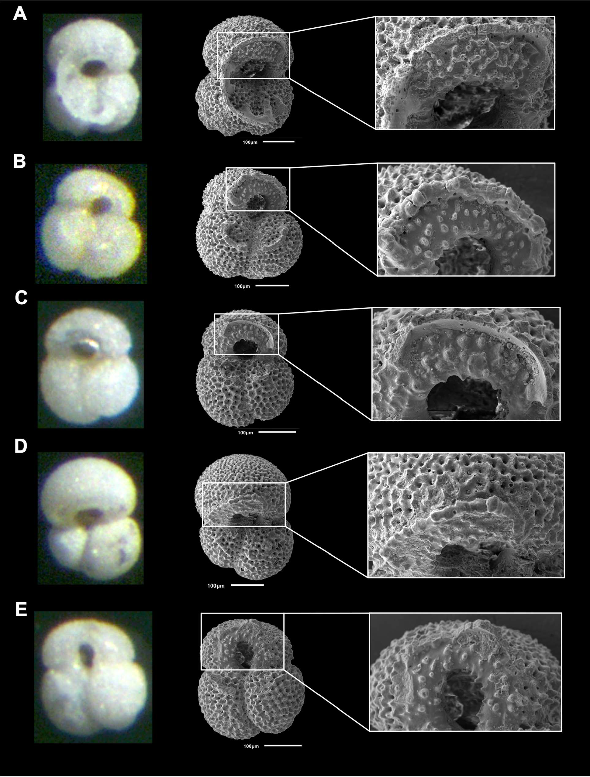 Foraminiferal Research Publication