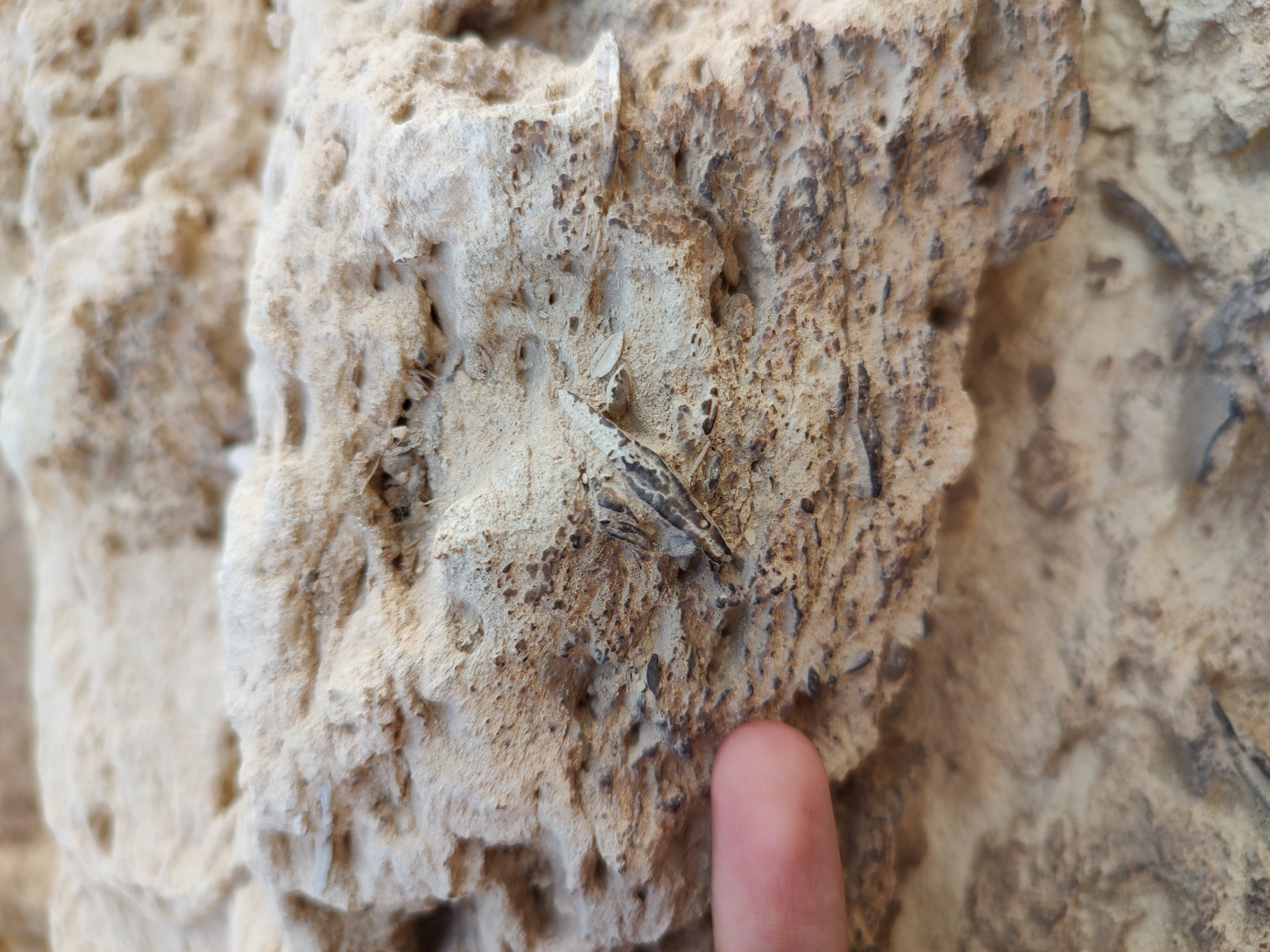 Limestone block – fossil detail