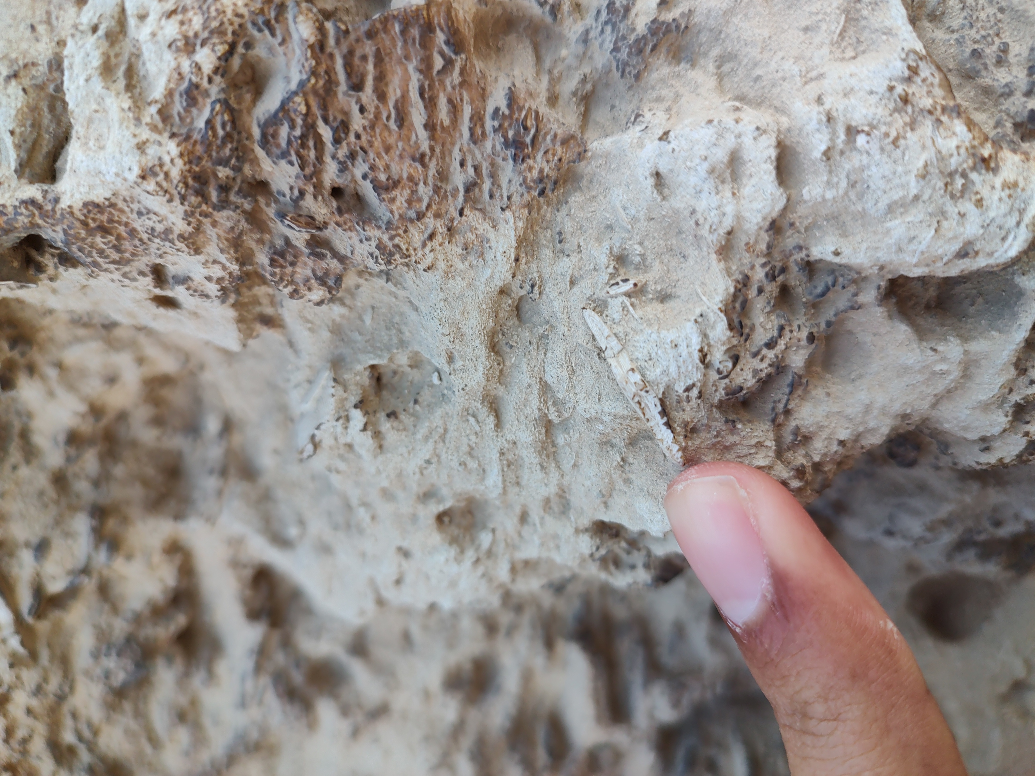 Limestone bioclasts – pyramids